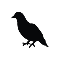 Pigeon silhouette vector