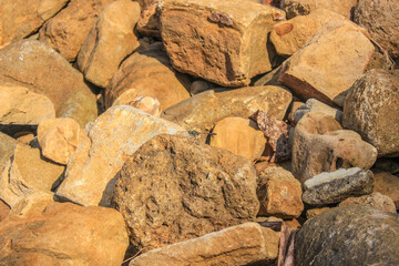A dragonfly perches on the brown rock. a background of rocks.
