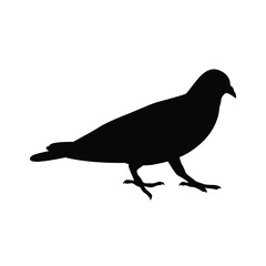 Pigeon silhouette vector