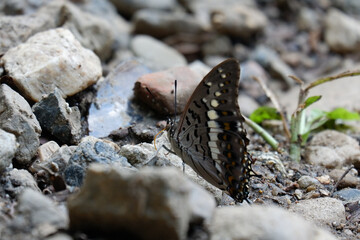 butterfly on the ground