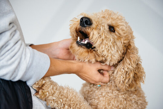 Woman gives her goldendoodle a nice scratch