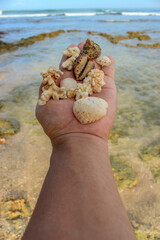 A potrait a bunch of shells, shells and sea stones placed on the palms facing the ocean view.
