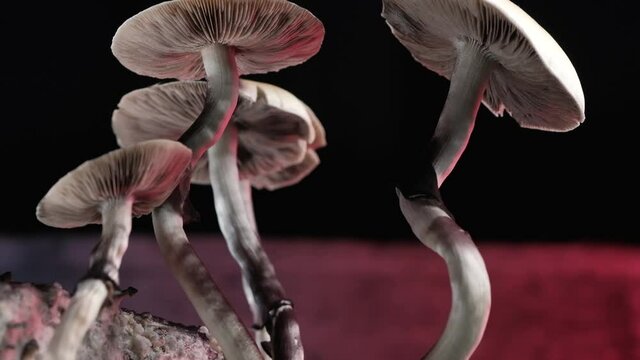 The Mexican magic mushroom is a psilocybe cubensis, a specie of psychedelic mushroom whose main active elements are psilocybin and psilocin - Mexican Psilocybe Cubensis. An adult mushroom raining spor