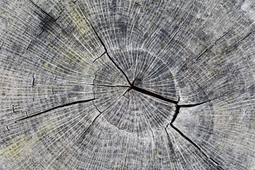Dried Pyrenean oak trunk cross section. Quercus pyrenaica.