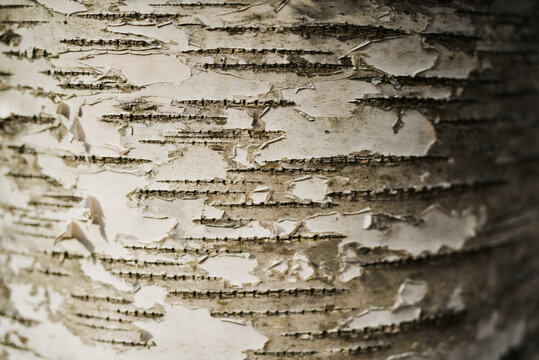 Detail of tree bark