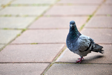 Pigeon standing on a ground or pavement in a city