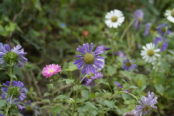 Fototapeta premium Beautiful flowers in autumn 