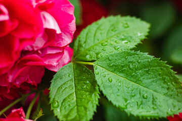 Close-up of bright green leaves on the rose bush in the garden covered with water after raining or watering.