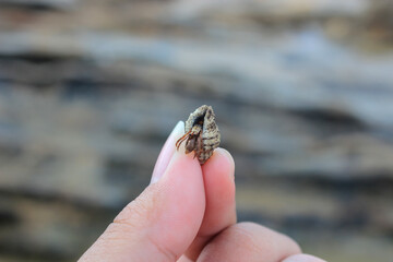 finger-length small sea snail against a rock background
