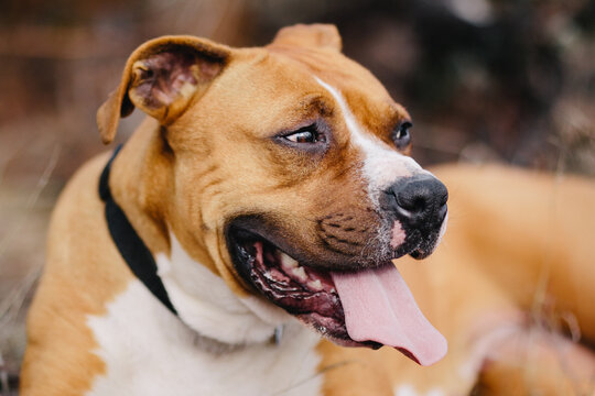 Close up portrait of a Boxer