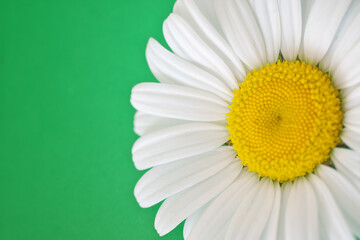 Daisy flower on a green background