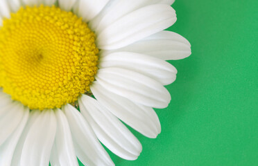 Daisy flower on a green background