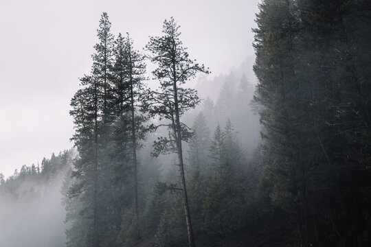 Fog and mist surrounding trees on a mountain