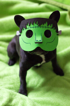 Little french bulldog with frankenstein halloween mask