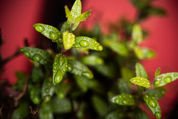 hojas de bonsai