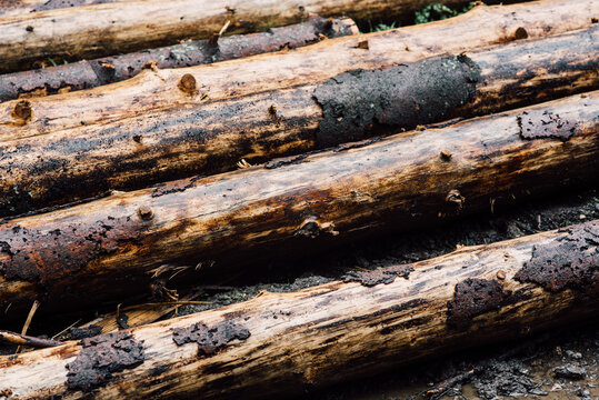 Wood log texture