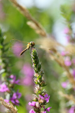 Dragonfly on lythrum flower