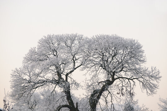Icy lung tree