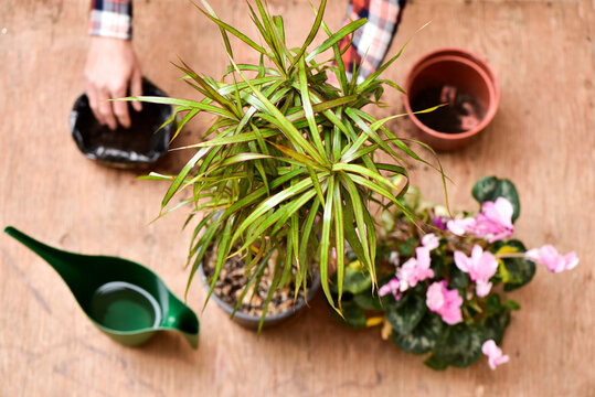 home gardening
