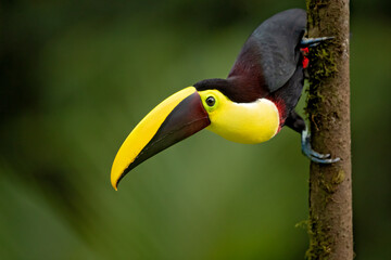 The yellow-throated toucan (Ramphastos ambiguus) is a large toucan in the family Ramphastidae found in Central and northern South America. 