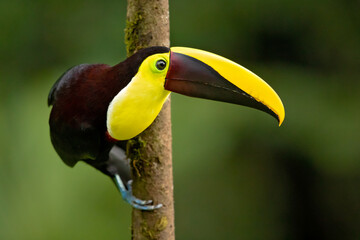 The yellow-throated toucan (Ramphastos ambiguus) is a large toucan in the family Ramphastidae found in Central and northern South America. 