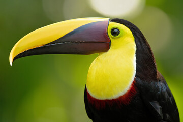 The yellow-throated toucan (Ramphastos ambiguus) is a large toucan in the family Ramphastidae found in Central and northern South America. 