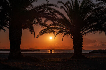 Silueta de palmeras en la playa al atardecer