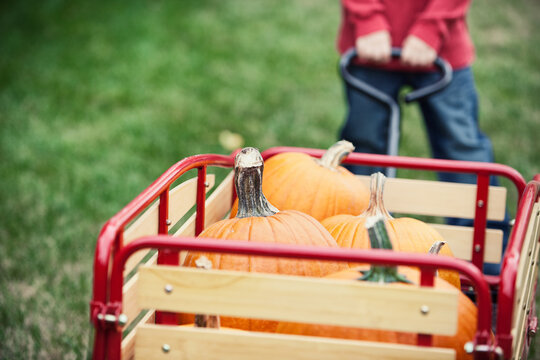 Pumpkins: Child Pulling Wagon Full Of Pumpkins