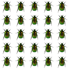 Cetonia aurata on white