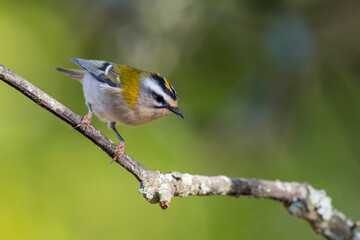 Common firecrest on a perch with a magic light