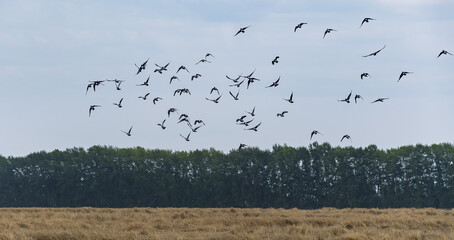Flight of a flock of wild doves in the blue cloudy summer sky