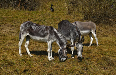 Esel auf der Weide, donkeys in the pasture