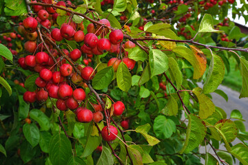 Sibirischer Holzapfel, Malus × robusta , crabapple