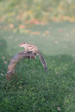Ingenious Squirrel finding water on a hot day