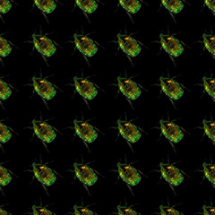 Cetonia aurata on black