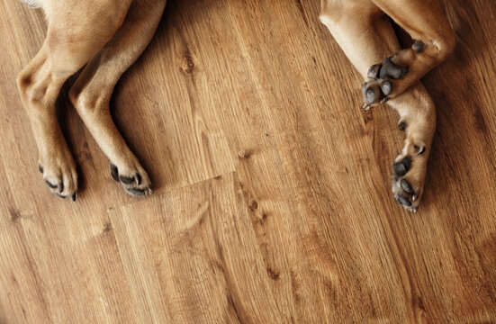 Dog Legs on Parquet