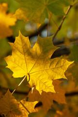 Naklejka na ściany i meble Yellow maple leaf on autumn blurred background. Sunny autumn weather in a city