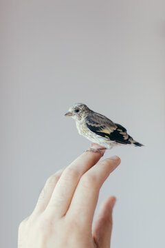 Detail of this cute Serin