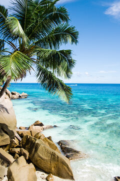 Tropical seascape with palm tree and rocks