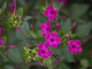 Fototapeta na wymiar Horizontal close up of purple Garden Phlox.