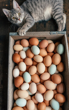 Eggs