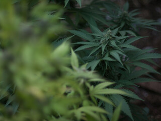 Different types of marihuana growing in a garden.