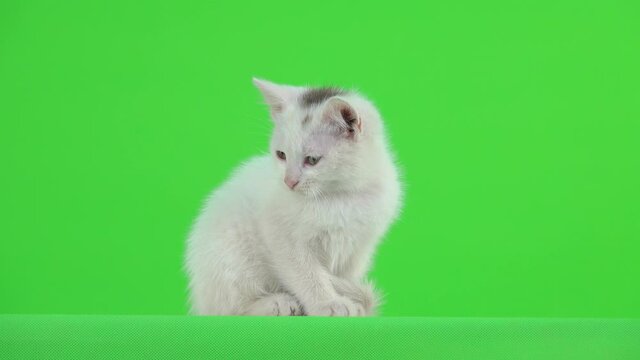 The white kitten looks in different directions then looks at the camera on the green screen.
