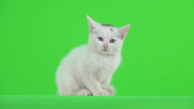 White kitten looks at the camera and wiggles its ears on a green screen