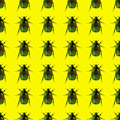 Cetonia aurataon the yellow