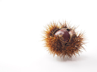 殻付きの栗を白バックで