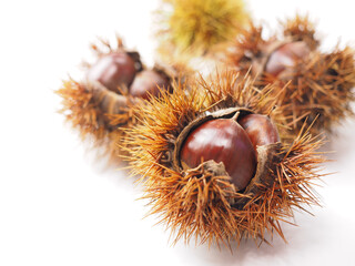 殻付きの栗を白バックで