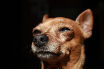 portrait of a dog