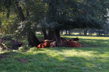 schottisches Hochlandrind, Rinder, Weide, Kühe