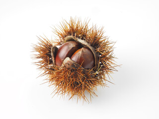 殻付きの栗を白バックで